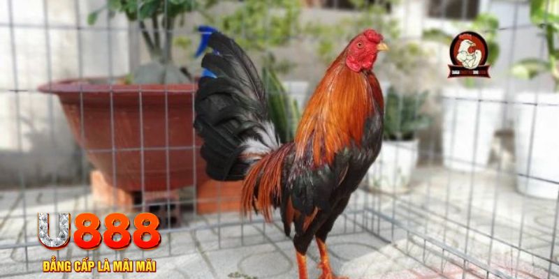 link hi88 game máy bay nổ hũ
