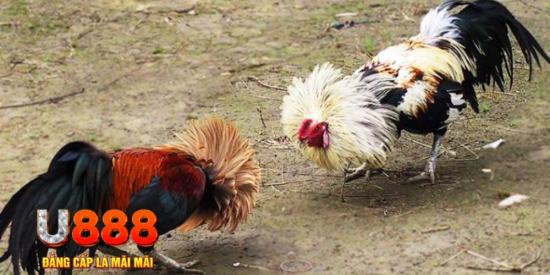link hi88 game nổ hũ là gì